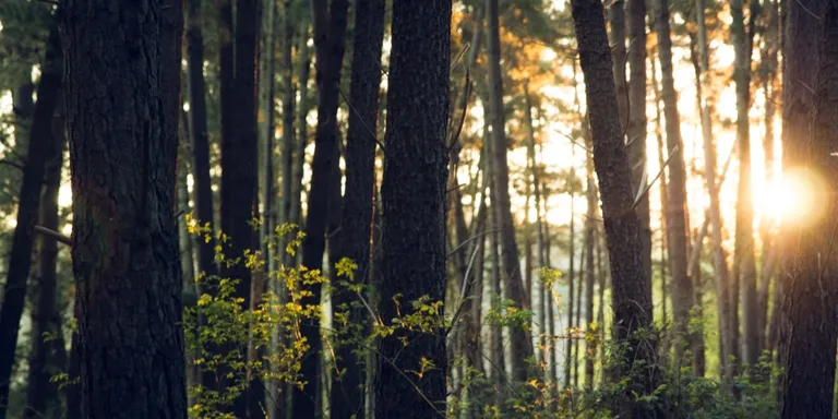 6 Cara Unik Berbagai Negara Hadapi Krisis Energi Global