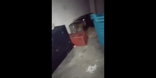 Cats found locked in hot, dark storage room at Bandar Tasik Selatan flats - 4nna_4drianna