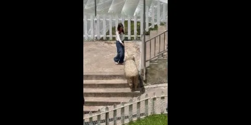 Woman seen pinching and tapping sheep's rear at Cameron Highlands - ppc.ppc_pc