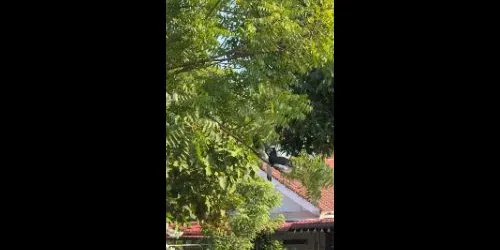 Hornbill spotted perched in tree at residential area in Melaka - is_rifqi