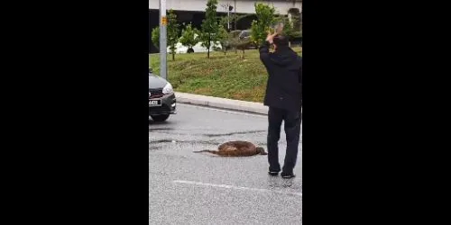 Monitor lizard found stranded in middle of busy road in Ukay Perdana, motorists work together to move it - fara.rosman