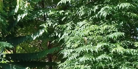 #EiTahuTak | Why Malaysian Indians Plant a Neem Tree Out Front