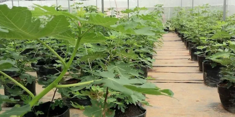 Malaysians turn to home farming by adoption of environment-friendly practices for self sufficiency & income generation