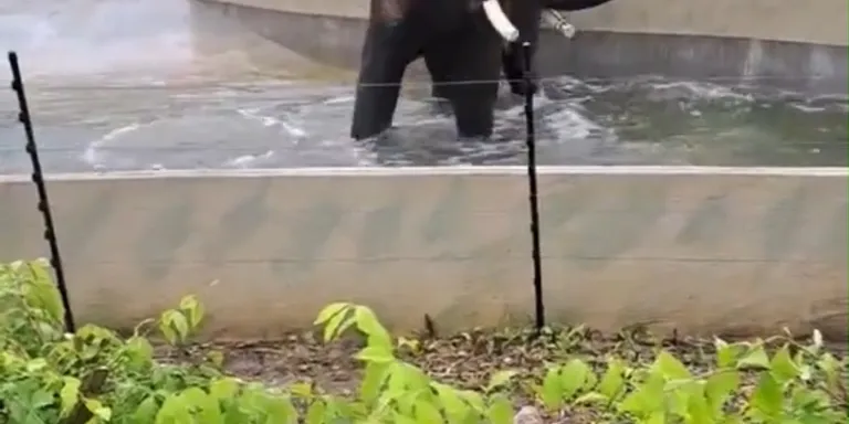 📍 Protestors are gathering today in Putrajaya to demand the return of Malaysian elephants Dara, Amoi and Kelat that were flown f...