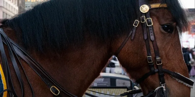 An NYPD mounted officer and his horse, Kelly, pursued a suspect after a purse was stolen near West 72nd Street