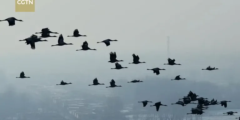 Winter wonderland welcomes over 30,000 migratory birds