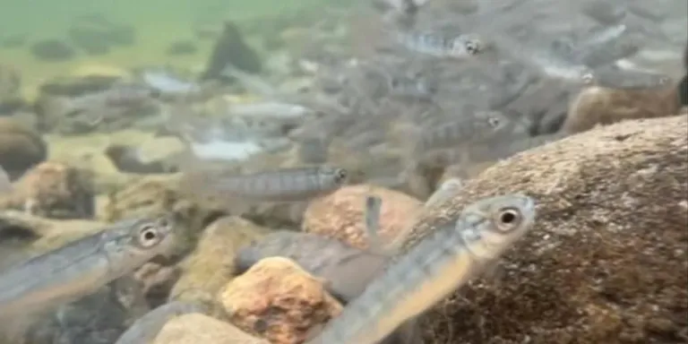 GLOBALink | 600,000 fish fry released into tributary of Tumen River in NE China