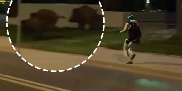 Chinese humanoid robots gain popularity among global partners: Polish expert