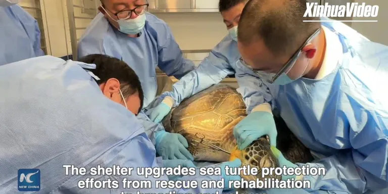 Eyes on Hainan: New Sea Turtle Shelter Opens in South China's Hainan