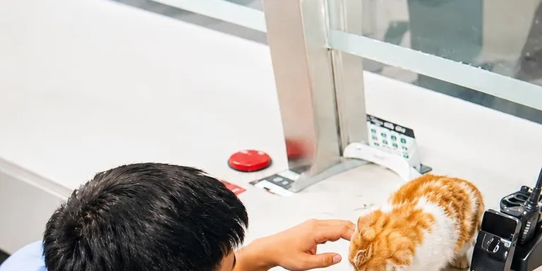 Stray kitten wins over police officers