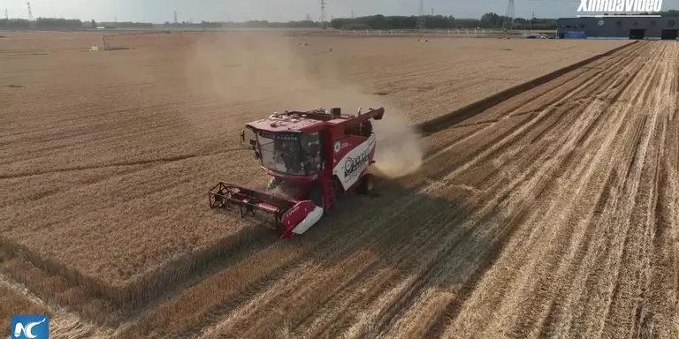 No drivers, just tech: Exploring China's autonomous summer wheat harvest