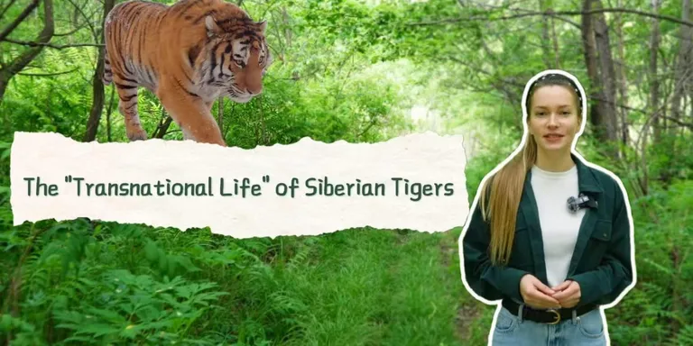 Amazing China | The "Transnational Life" of Siberian Tigers