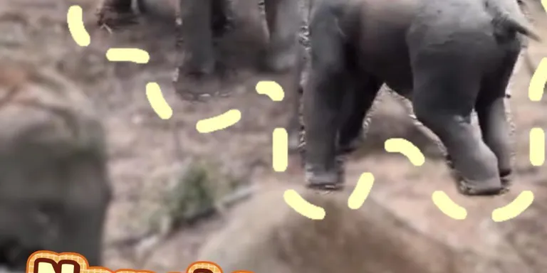 Naughty young elephant gets taught lesson