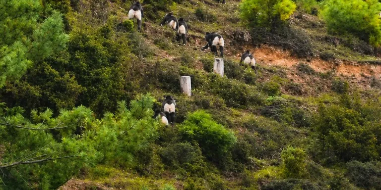 Over 300 snub-nosed monkeys climb mountain ridge