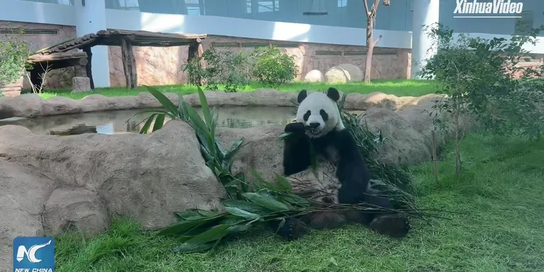 Exploring how Qatar's two giant pandas spend their days