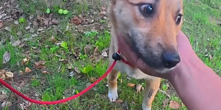 A stray dog has gone viral on Chinese social media after a group of local taxi drivers raised money for her surgery