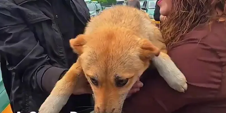 A stray dog has gone viral on Chinese social media after a group of local taxi drivers raised money for her surgery