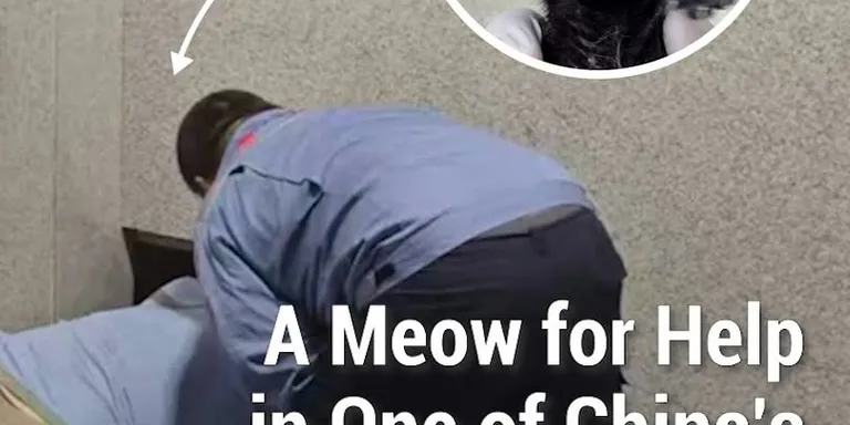 After hearing a kitten trapped inside a wall at Shanghai’s Hongqiao Railway Station metro, a passerby turned to social media for...