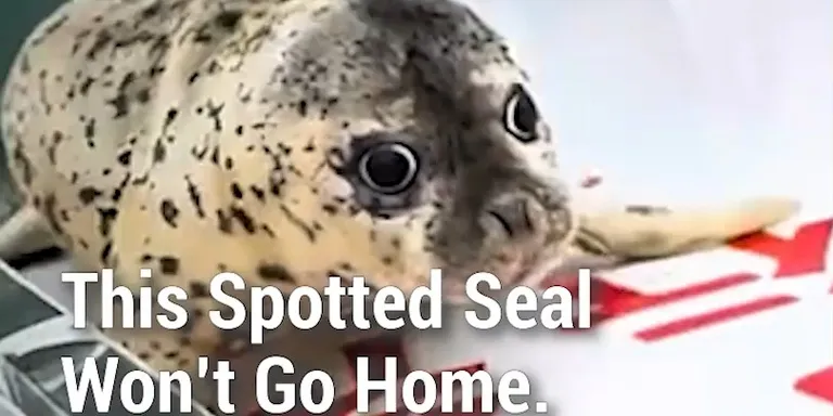 After twice being rescued and released deep into the Yellow Sea, spotted seal Nana has headed for a tourist island in northeaste...