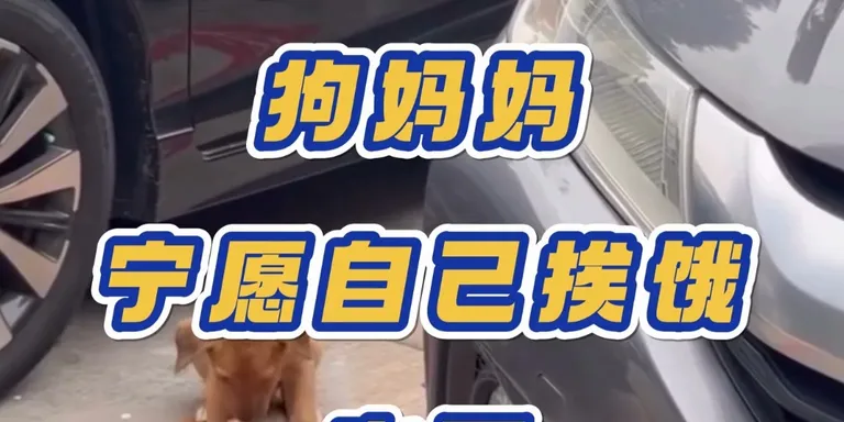 一块炸鸡，见证最纯粹的母爱！❤️