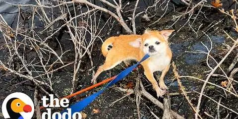 Woman Rescues A Tiny Dog During Her Work Commute | The Dodo