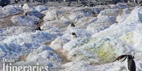 Penguins Have Their Own Highways in Antarctica  | The Dodo