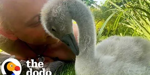 Man Brings Home An Abandoned Egg And Becomes A Swan Dad | The Dodo