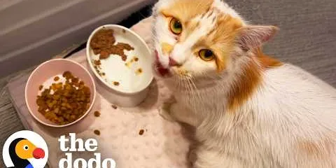 Woman Rescues A Cat She Found At A Car Dealership | The Dodo