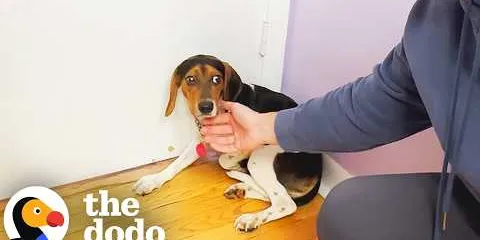 Nobody Could Reach This Shelter Beagle... Until One Man Did | The Dodo