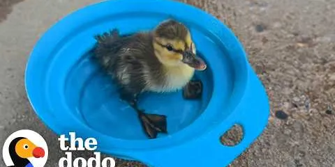Man Finds Tiny Duckling Alone In 90-Degree Heat And Saves His Life | The Dodo