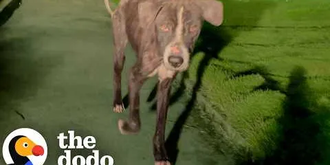 Couple Had Just Started Dating When They Found This Abandoned Dog | The Dodo