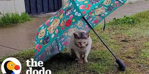 Cat Had Been Living With A Bone Stuck In His Mouth | The Dodo