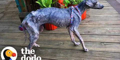 Woman Tries To Save Vacation Stray From Thousands Of Miles Away | The Dodo