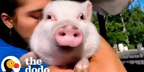 Woman Gets A Pig Instead Of Kids... Ends Up With A Forever Toddler | The Dodo