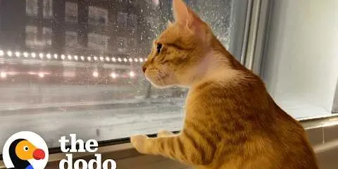 Stray Cat From Morocco Sees Snow For The First Time | The Dodo