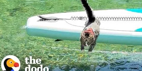 Tiny Cat Loves Swimming Just As Much As Exploring The World | The Dodo