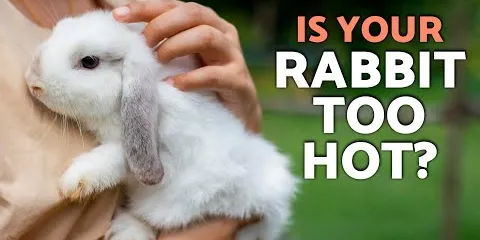 8 Signs Your Rabbit Is Overheating ⚠️ (HEATSTROKE WARNING Every Owner Must Know)