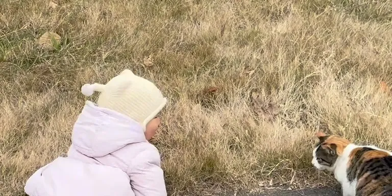 Baby girl cat fall drama