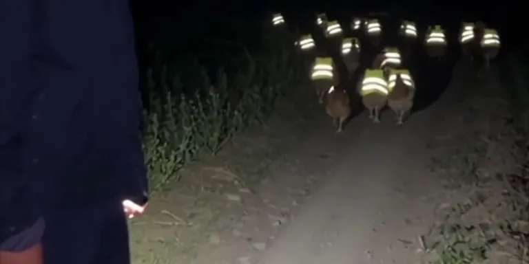 Night glowing safety   chicken vest