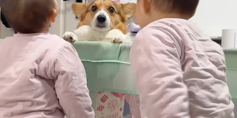Corgi see twins confused