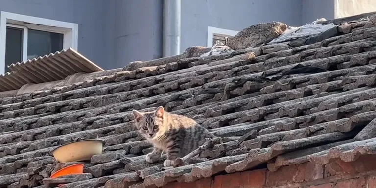 Fat cat roof