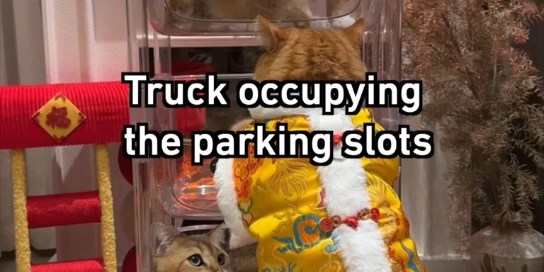 Fat cat bunk bed