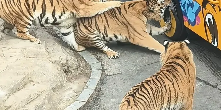 Tiger siberian bite tire