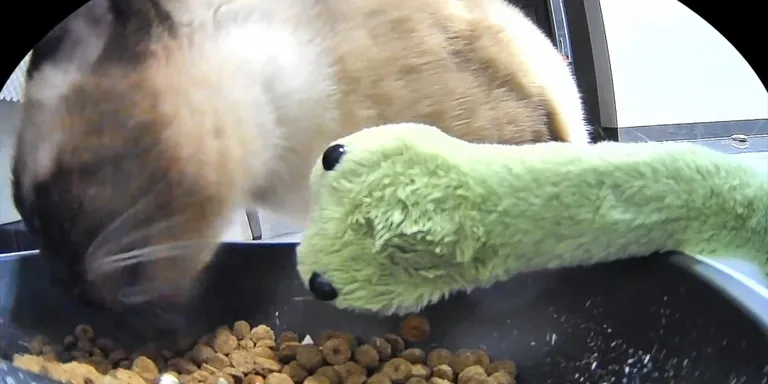 Siamese cat eat with snake plushie