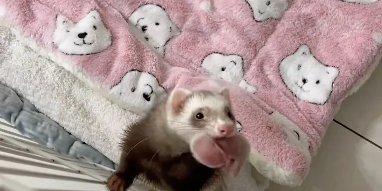 Ferret show off baby