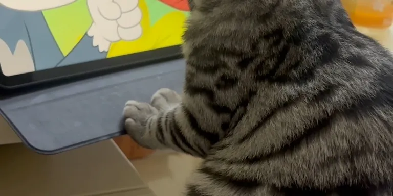 Cat watch ipad tom and jerry reels