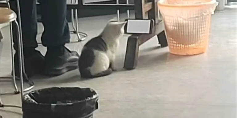 Show cat video on phone
