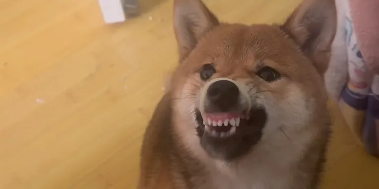 shiba eat noodle