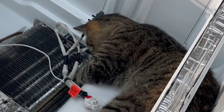 Cat repair fridge reels