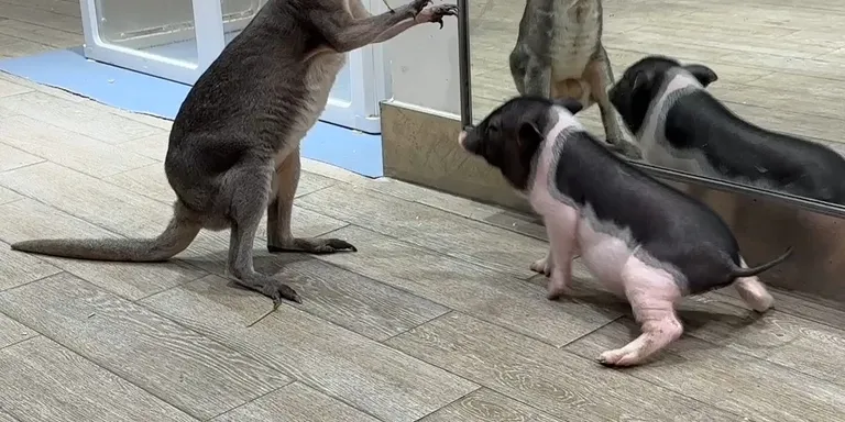 Kangaroo fight pig